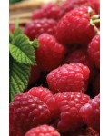 Малина ремонтантна Геракл | Rubus idaeus Herakles | Raspberries remontant Herakles